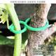 Gardening 8-character buckle multi-function fixing clip planting vine fixing clip plant climbing vine bundling support tie tie branches