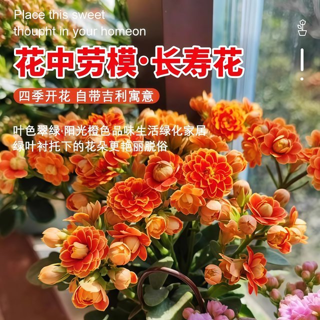 Longevity flower potted double large flowers with buds seedlings are good for all seasons flowering plants indoor desktop flowers and green plants