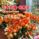 Longevity flower potted double large flowers with buds seedlings are good for all seasons flowering plants indoor desktop flowers and green plants
