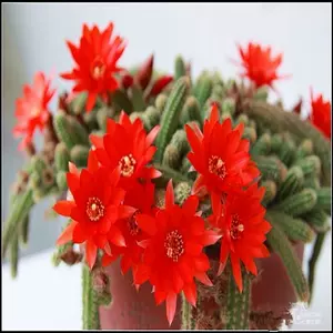 红花白檀 新人首单立减十元 22年8月 淘宝海外