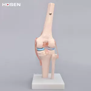膝盖解剖模型-新人首单立减十元-2022年4月|淘宝海外
