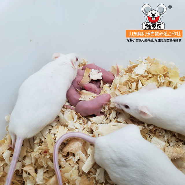 Little white rats breeding group living in a living one, one male and ...