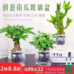 小植物花盆桌上 新人首单立减十元 22年3月 淘宝海外