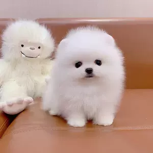 博美活体狗狗可爱 新人首单立减十元 22年8月 淘宝海外