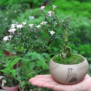 福建茶花盆 新人首单立减十元 22年8月 淘宝海外