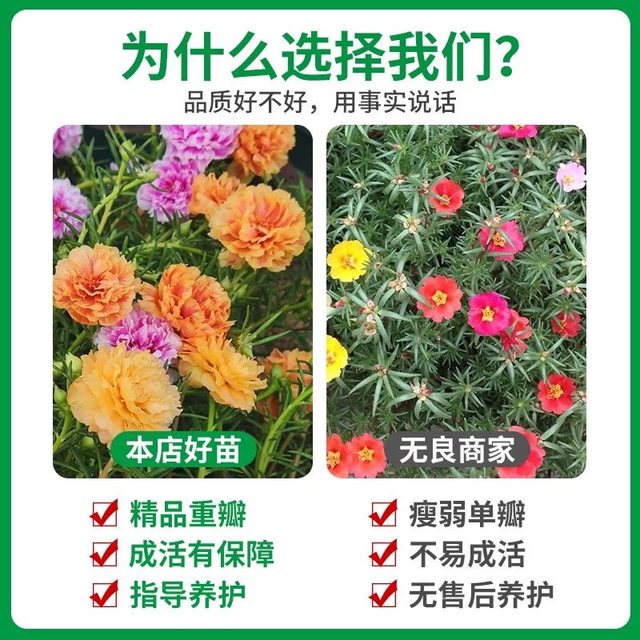 Double petal sun flower pot seedlings, large flowers, roots, flower buds, plants indoors and outdoors, good flowers
