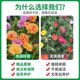 Double petal sun flower pot seedlings, large flowers, roots, flower buds, plants indoors and outdoors, good flowers