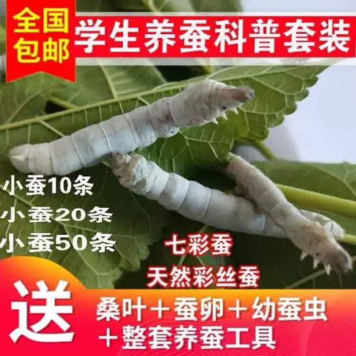 蚕卵蚕宝宝七彩 新人首单立减十元 22年1月 淘宝海外