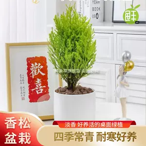 小松树盆栽植物 Top 69件小松树盆栽植物 23年2月更新 Taobao