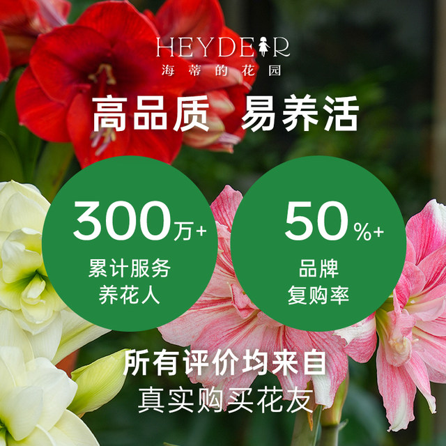 Heidi's Garden Flagship Store Hippeastrum double-petaled Afrey imported flowering bulbs flower plants indoor flowers