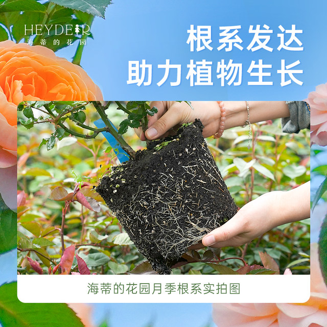Heidi's Garden Flagship Store Rose Seedlings Flowers Potted Plants Juice Balcony Miniature Rose Climbing Rose