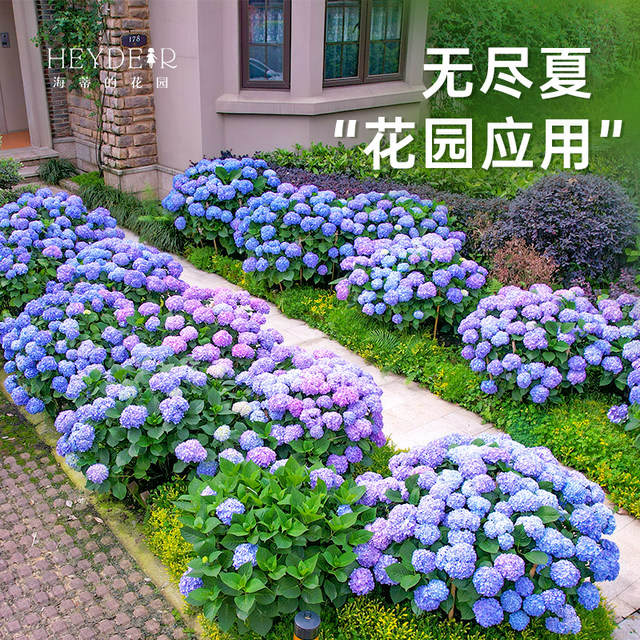 Heidi's Garden Flagship Store Hydrangea Seedlings Endless Summer Flowers Hydrangea Temari Balcony Flowers Potted Plants