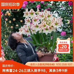 球根花卉种球 新人首单立减十元 22年10月 淘宝海外