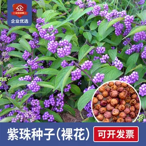 紫色花树苗 Top 76件紫色花树苗 22年11月更新 Taobao