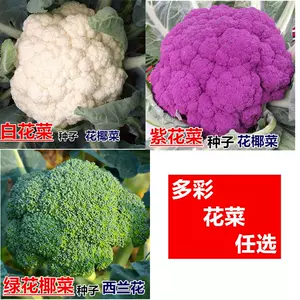 球花菜 新人首单立减十元 22年3月 淘宝海外