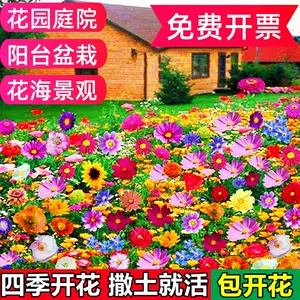 花种四季开花 新人首单立减十元 22年4月 淘宝海外