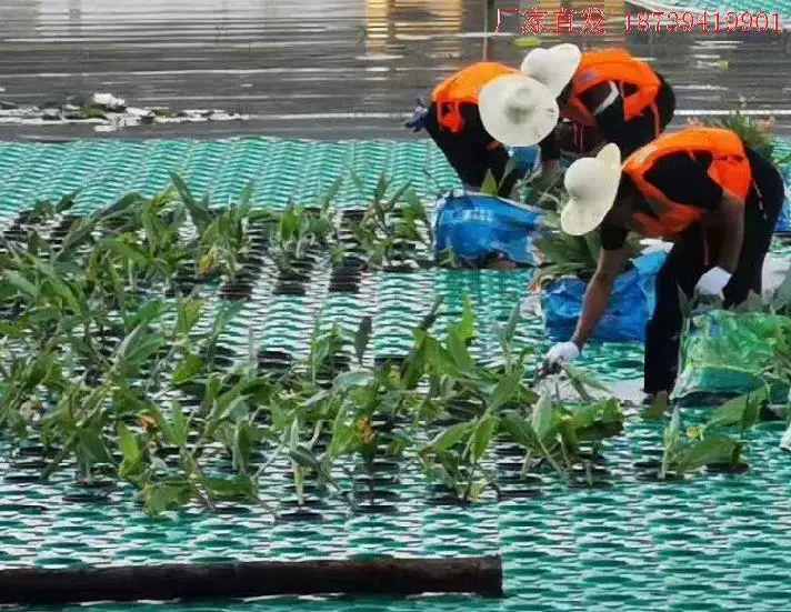 水草的种子 新人首单立减十元 21年11月 淘宝海外