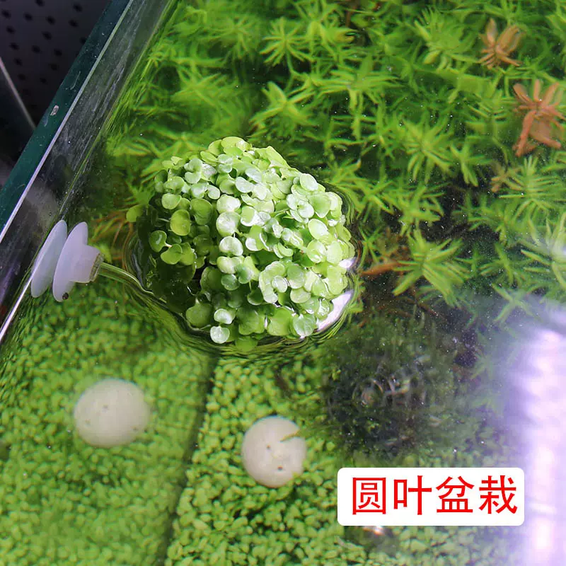 鱼缸水中植物盆 新人首单立减十元 21年11月 淘宝海外