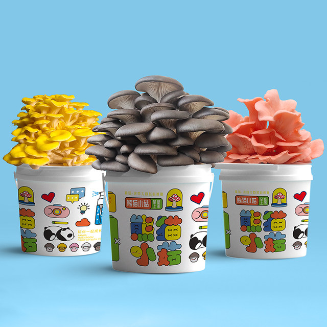 Mushroom potted planting bucket fun balcony children DIY oyster mushroom cultivation edible fungus package box stick family