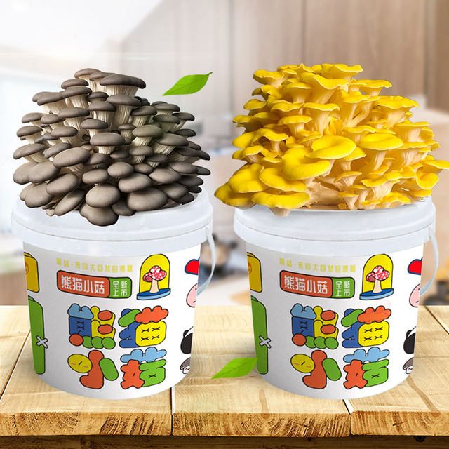 Mushroom potted planting bucket fun balcony children DIY oyster mushroom cultivation edible fungus package box stick family