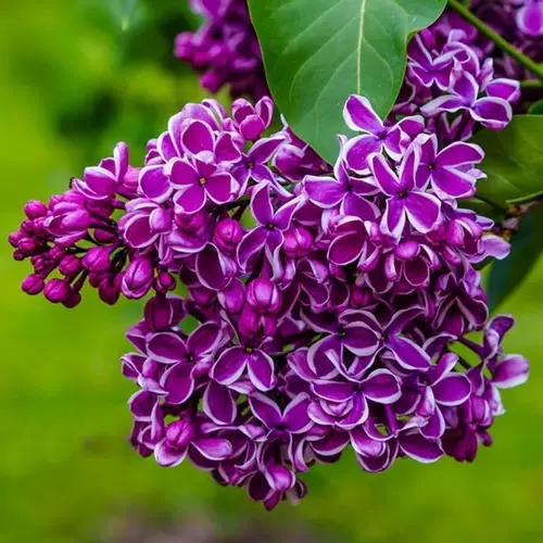 丁香花盆景 新人首单立减十元 22年2月 淘宝海外