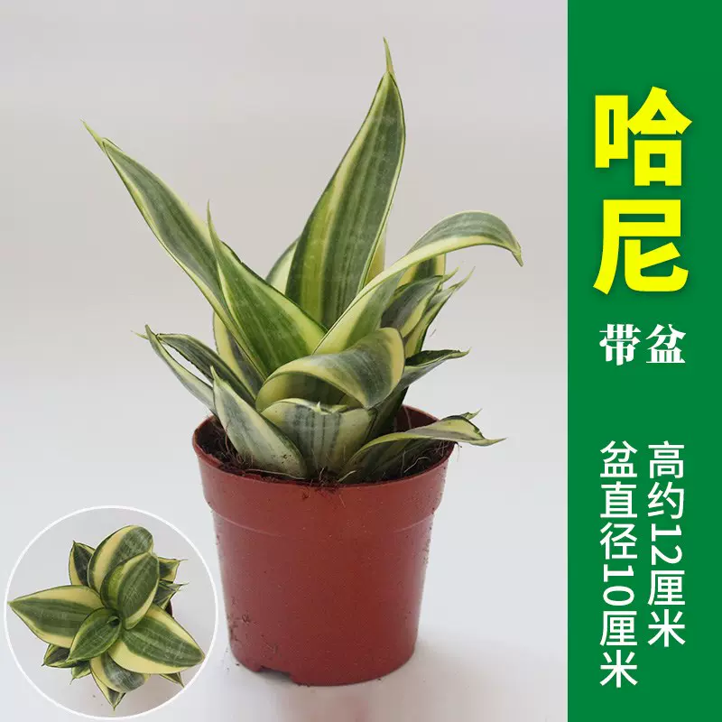 金兰耳 新人首单立减十元 22年1月 淘宝海外 金兰耳 新人首单立减十元 22年1月 淘宝海外