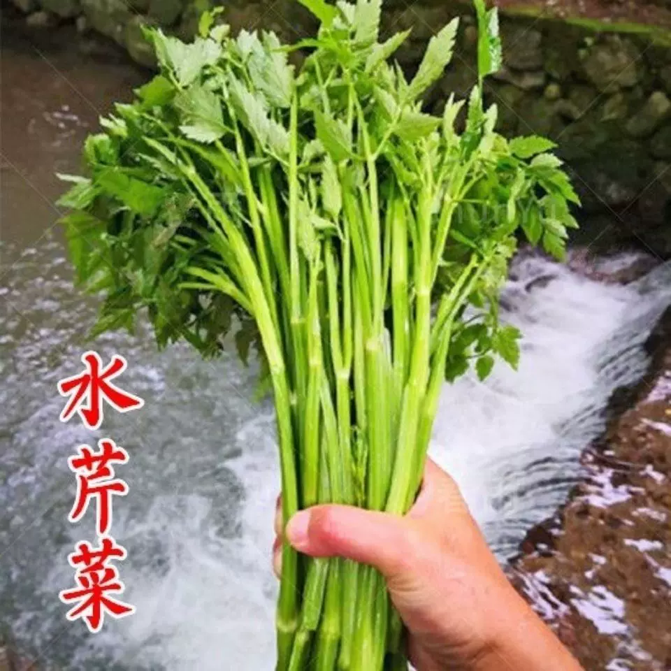 野菜水芹菜种籽山芹种子籽种农家小香芹蔬菜种子