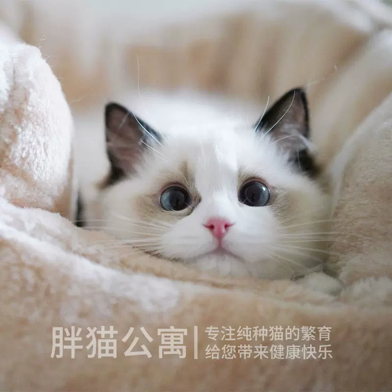 海双布偶猫 新人首单立减十元 22年1月 淘宝海外