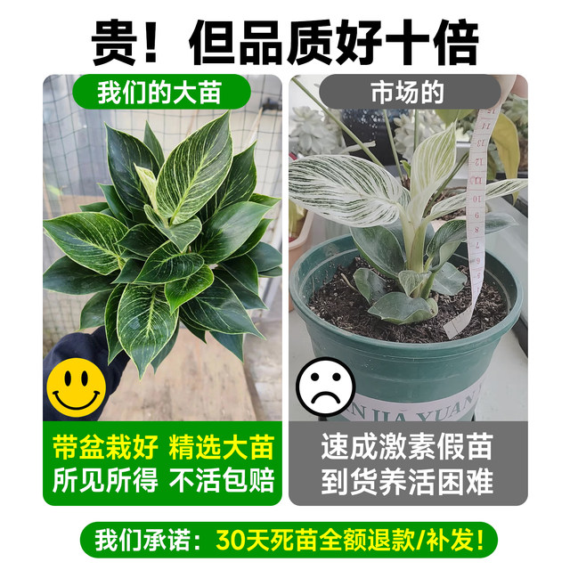 
Platinum Diamond Potted Indoor Desktop Hydroponic Green Plant Office Big Leaf Green Princess Purifies the Air and Removes Formaldehyde