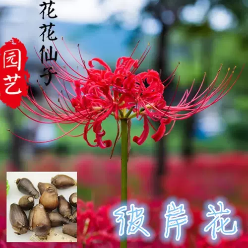 曼珠沙华盆栽彼岸花 新人首单立减十元 22年2月 淘宝海外