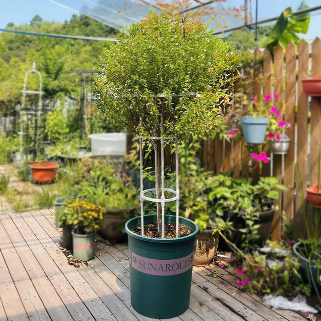 Gardening green plant bracket outdoor umbrella-shaped rose pergola fixed rose clematis climbing vine mushroom rose flower stand