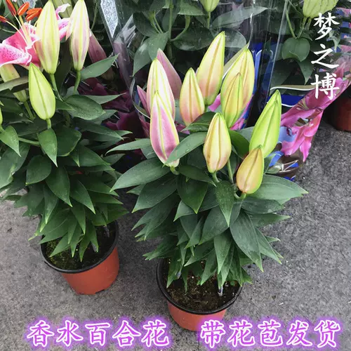 大型观赏植物 新人首单立减十元 22年2月 淘宝海外