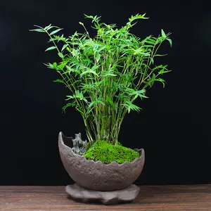 桌上植物小盆景 新人首单立减十元 22年4月 淘宝海外