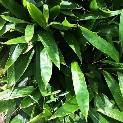 植物苗种 新人首单立减十元 22年2月 淘宝海外