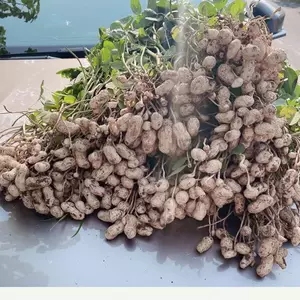 花花生种子 新人首单立减十元 22年9月 淘宝海外