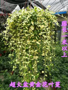 花叶蔓植物 新人首单立减十元 22年8月 淘宝海外