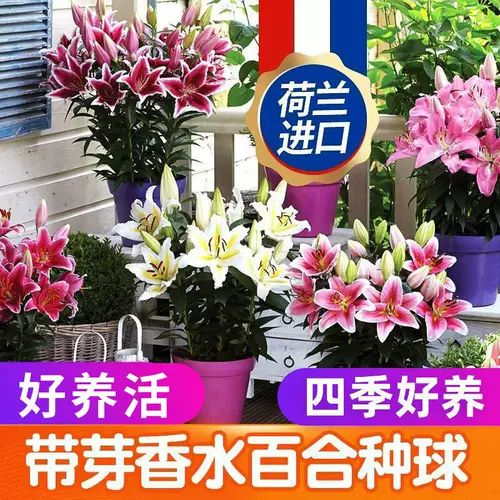 进口香水百合种球 新人首单立减十元 22年2月 淘宝海外