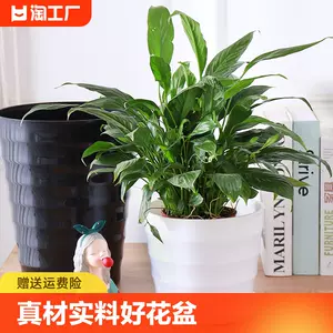 bonsai plate Latest Top Selling Recommendations | Taobao Singapore