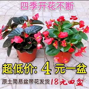 玻璃翠海棠花 新人首单立减十元 22年10月 淘宝海外