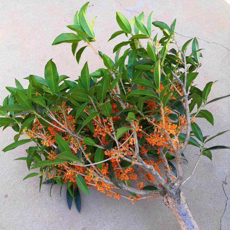 22j嫁接红桂花树苗盆栽金桂丹桂四季桂庭院地栽花卉带土室内盆栽