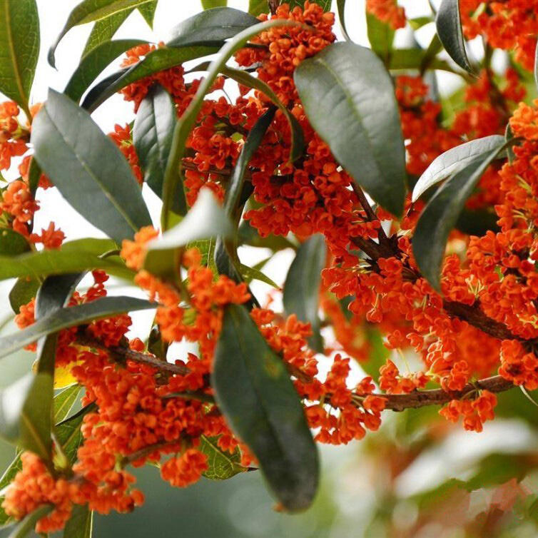 红桂花树共找到135件商品