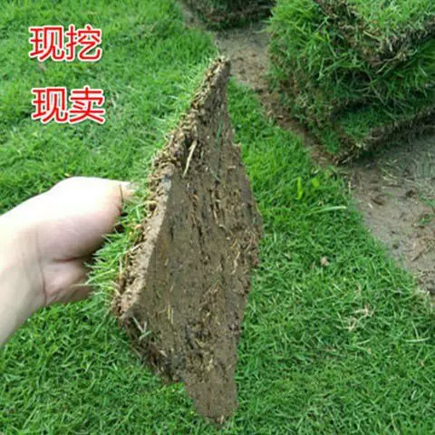 四草青庭马股剪尼真园院皮带zi草化果
