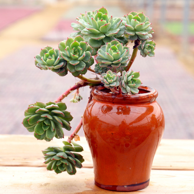 High-quality succulent plants, expensive goods, succulent small potted plants, good for lazy people, new flowers, new products, succulent wheat straw queen ice soul