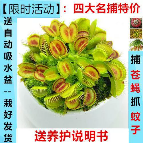 食人花花盆 新人首单立减十元 22年2月 淘宝海外
