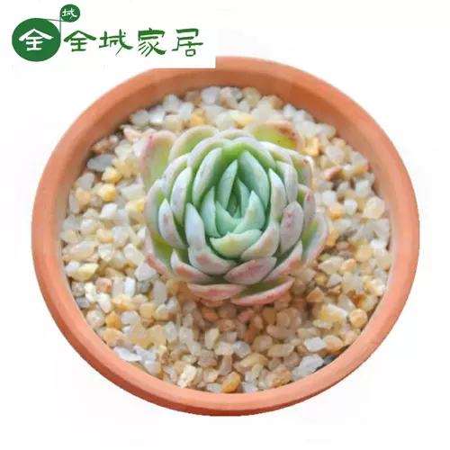 植物铺面水晶沙 新人首单立减十元 22年2月 淘宝海外