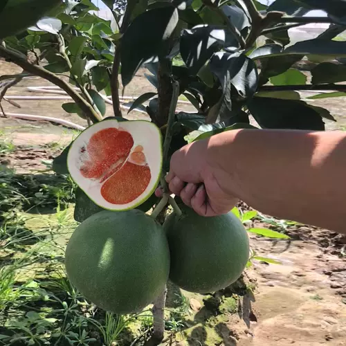 柚子果树苗 新人首单立减十元 22年2月 淘宝海外 柚子果树苗 新人首单立减十元 22年2月 淘宝海外