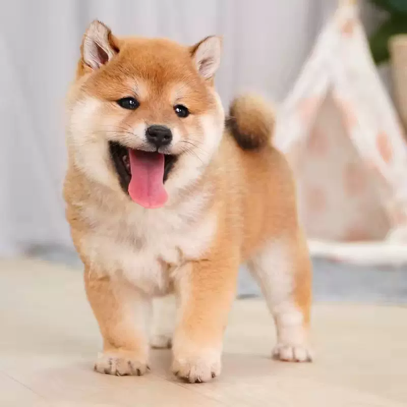 日本柴犬幼犬纯种豆柴黑柴白柴秋田犬双血统