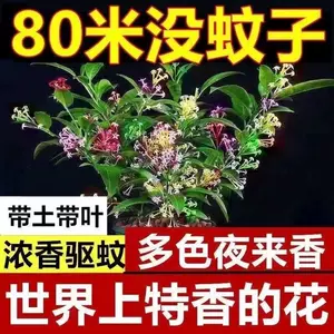 夜来香花盆栽 Top 500件夜来香花盆栽 22年11月更新 Taobao