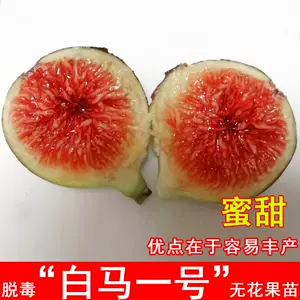 白无花果树 Top 59件白无花果树 22年12月更新 Taobao