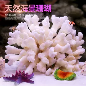 天然白珊瑚石-新人首单立减十元-2022年11月|淘宝海外
